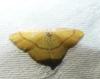 Cyclophora linearia